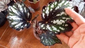 Ассорти из бегоний, продолжаем обзор сеянцев бегонии