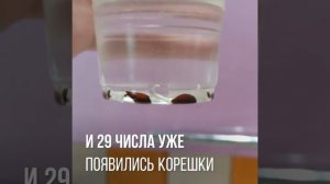 ЧТО БУДЕТ ЕСЛИ ПОСАДИТЬ КОСТОЧКУ ОТ ЯБЛОКА?