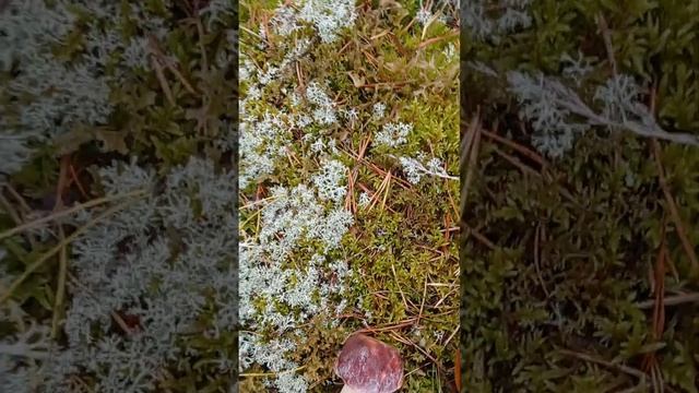 Летне - Осенний Грибной Сезон в целом закончен, но и зимой можно собирать Вкусные Грибы в Лесу ???❤