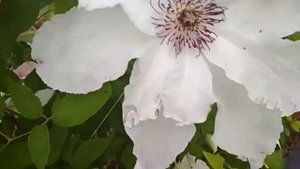 Клематис Бьютифул Брайд