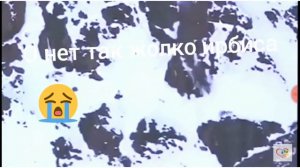 Охота снежного барса (ирбис)