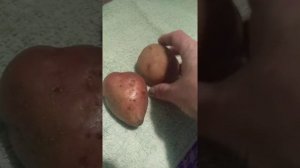 сорта розового картофеля