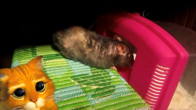 Ластолапые крысы, или стая капюшонов и Тотошка. (Fancy Rats | Декоративные Крысы) смотреть онлайн