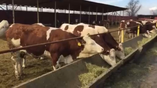 Продажа КРС. Порода СИММЕНТАЛ. +79063333941 КамАгро. смотреть онлайн