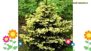 Ель восточная Ауреа. Краткий обзор, описание характеристик picea orientalis Aurea
