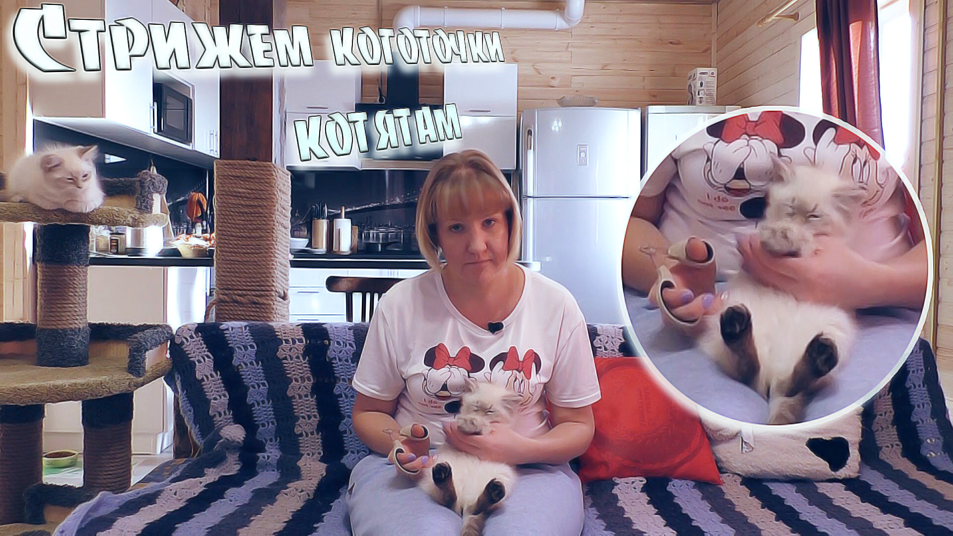 Сибирские Невские Маскарадные Кошки - Стрижем коготочки котятам?