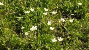 ТРАВА МУРАВА поет Галина Шевелева