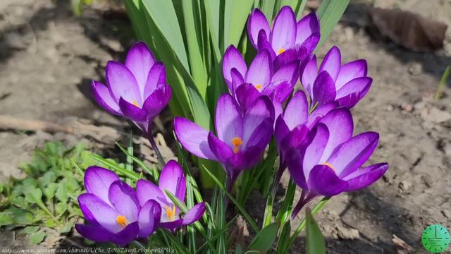 Весеннее пение птиц исцеляет душу и тело/Звуки природы/Birdsong/Sounds of nature/Relax