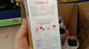 В магазине Фикс прайс появились цветы и кустарники, розы, хосты, гладиолусы