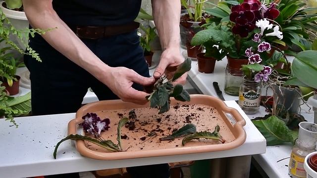 Разделение старого куста стрептокарпуса на розетки с последующей посадкой смотреть онлайн