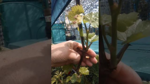 Выломка двойников на винограде