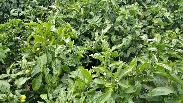 итоги лечения табачной мозаики на перце смотреть онлайн