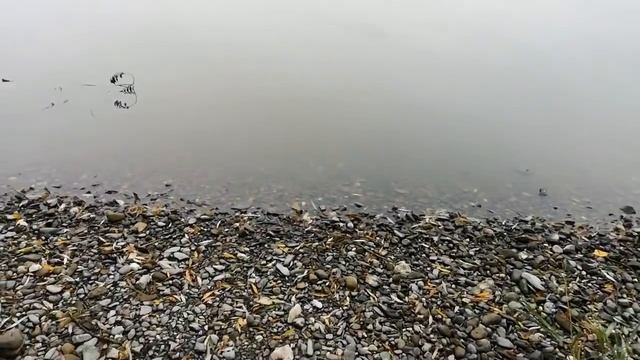 Готовлю ужин семье. Прогулка вокруг озера. смотреть онлайн