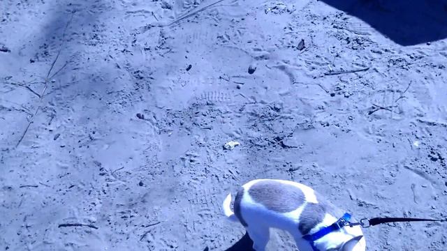 1st going out of chihuahua Sunny / чихуахуа Санни 1 раз на улице смотреть онлайн