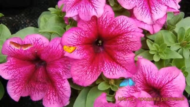 Петуния грандифлора Лимбо Джи Пи Плам ? обзор: как сажать, семена петунии Лимбо Джи Пи Плам смотреть онлайн