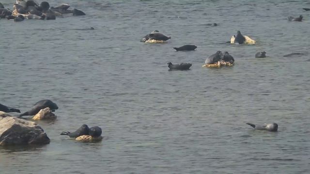 Нерпа на озере Байкал смотреть онлайн