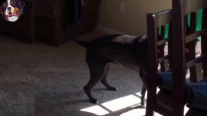 #12 Веселые собаки и щенки (Нарезка стёбных видео) МЕГАПОДБОРКА