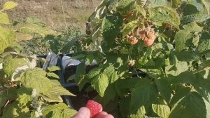 Новые Голландские сорта малины!