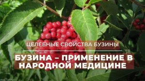 БУЗИНА ПРИМЕНЕНИЕ В НАРОДНОЙ МЕДИЦИНЕ. РЕЦЕПТ НАСТОЯ БУЗИНЫ. Бузина целебные свойства.