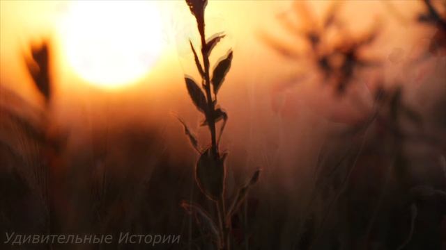 Приехав на дачу, жена не ожидала там увидеть своего мужа, который должен быть в командировке... смотреть онлайн