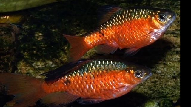 ОГНЕННЫЙ БАРБУС . СОДЕРЖАНИЕ , УХОД И КОРМЛЕНИЕ. смотреть онлайн