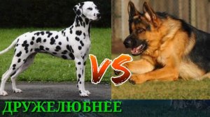 #Далматинец против Немецкой овчарки//Animals Battle//
