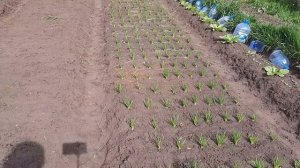 ВЫТЯНУЛАСЬ #РАССАДА #КАПУСТЫ? НЕ БЕДА!!! #ПОСАДКА #КАПУСТЫ ???КАК НЕ НАДО САЖАТЬ ПЕКИНКУ???