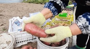 ✅УРОЖАЙ КАРТОФЕЛЯ♻