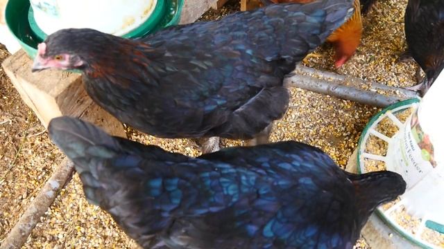 Easter Egger  Olive Egger  Welsummer  French Black Copper Marans Третий курятник.