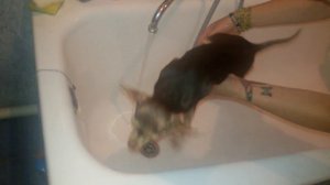 Супер мини той терьер . Моем лапы.