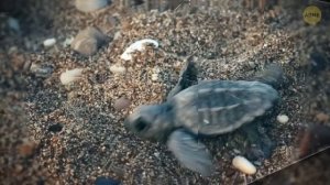 Что, если бы в Луну врезался большой метеорит?