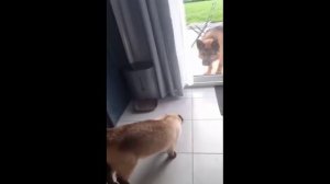 😻🐶Очень смешные моменты с кошками и собаками😻🐶Funny cats and dogs😻🐶№ 8