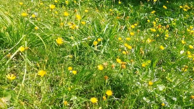 Вспоминаем лето: цветы и бабочка смотреть онлайн