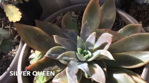 🌵🌵🌵5 ECHEVERIAS IDENTIFICADAS🌵🌵🌵vol.3