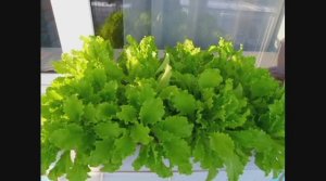 Как я выращиваю салат зимой