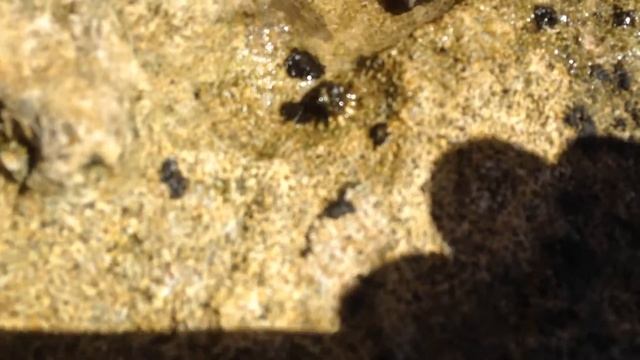 Гавайские раки отшельники... смотреть онлайн