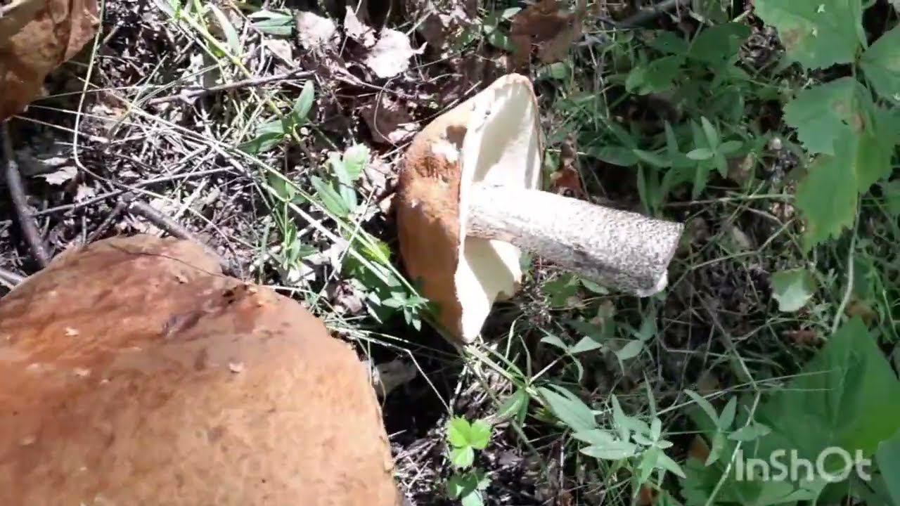 ходил по лесу нашёл грибы смотреть онлайн