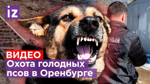 Охота голодных псов: собаки за один день дважды напали на детей в Оренбурге / Известия