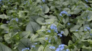 Brunnera 'Sea Heart'