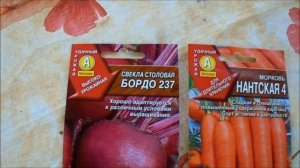 СЕЕМ СВЕКЛУ ПРАВИЛЬНО