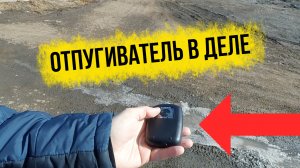 Маша травмировалась. Отпугиватель собак в деле. Шпицы - помощники. Стол IKEA в разрезе