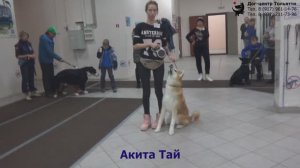 Занятие по дрессировке (группа начального послушания). Тольятти, 27 декабря 2018.