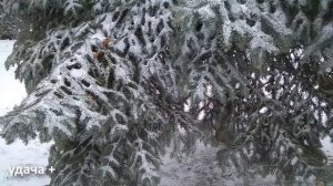 17 января Феоктистов день . Что нельзя делать 17 января день Зосимы . Народные традиции и приметы