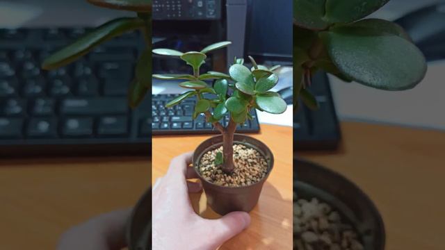 Крассула овата / денежное дерево