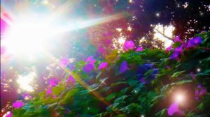 Music for Your Soul Carino Chris Spheeris