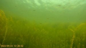 Кто водится в карьере Притыкино?