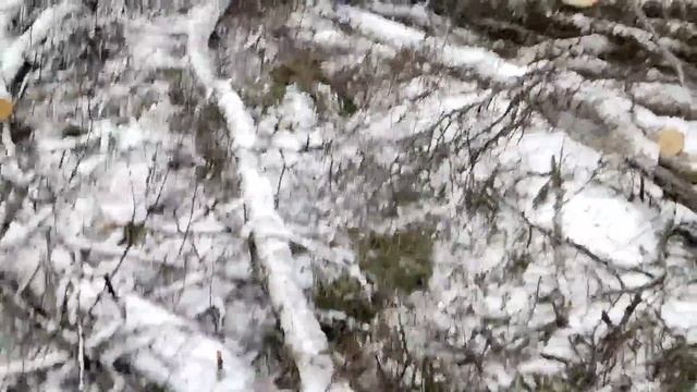 ТТ-4 в деле. Трелёвка леса.