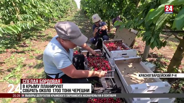 Крымские аграрии приступили к уборке черешни