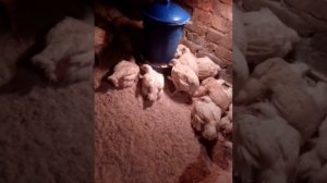 Выращивание Кобб-500/Сколько нужно корма на бройлера