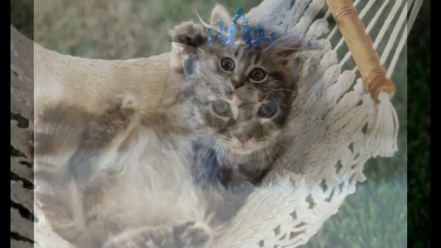 Самые красивые милые и красивые котята